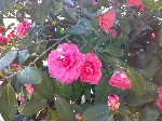 Camelia fiorita - 1