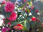 Camelia fiorita - 2