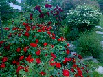 Rose fiorite - 2
