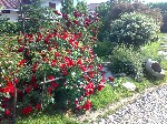 Rose fiorite - 3