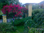 Fioritura di rose selvatiche