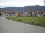 I nuovi alberi in via Marconi