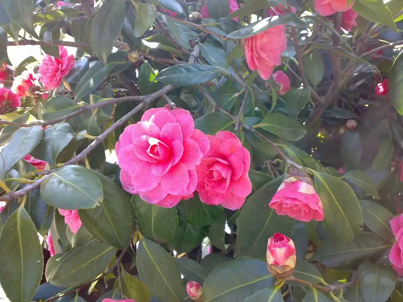 Camelia fiorita - 1